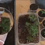 A colheita será 10 vezes maior: Como colher mudas de