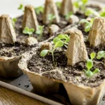 As donas de casa experientes há muito que utilizam estas dicas: como um tabuleiro para ovos é útil na horta as-donas-de-casa-experientes-ha-muito-que-utilizam-estas.webp.webp