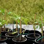 As plântulas de tomate serão fortes sem a "química" da loja: o que adicionar à ágqdo regar As plântulas de tomate serão fortes sem a "química" da