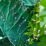 Cor azul contra a mosca branca: como se livrar da