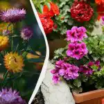 Crescer lindamente à sombra sem praticamente nenhuma manutenção: 5 plantas perenes maravilhosas Crescer lindamente à sombra sem praticamente nenhuma manutenção: 5 plantas