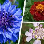 Nem precisa de ser regada: as mais belas flores de