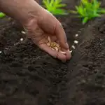 O que plantar em abril: 5 legumes mais resistentes para um clima instável O que plantar em abril: 5 legumes mais resistentes para