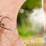 Os ácaros não os suportam: que plantas plantar em abril