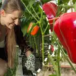 Os pimentos vão crescer enormes e sumarentos: o que colocar nos poços antes de plantar Os pimentos vão crescer enormes e sumarentos: o que colocar