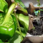 Os rebentos germinarão em 24 horas: uma forma fácil de cultivar pimentos fortes Os rebentos germinarão em 24 horas: uma forma fácil de