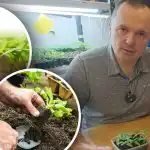 Os rebentos murcham após a colheita: três condições básicas para um transplante bem sucedido Os rebentos murcham após a colheita: três condições básicas para