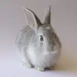 Porque é que os coelhos batem com as patas: o que é que este sinal de alarme avisa porque-e-que-os-coelhos-batem-com-as-patas-o.jpg