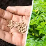 Qdo plantar tomates em abril: datas de acordo com o calendário lunar de 2026 e presságios populares Qdo plantar tomates em abril: datas de acordo com o