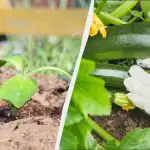 Só se pode começar a plantar curgetes com sementes a