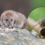 Um íman para todos os roedores: o que não colocar