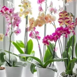 Uma chávena de solução natural - e a orquídea florescerá constantemente: com que fertilizá-la uma-chavena-de-solucao-natural-e-a-orquidea-florescera.webp.webp